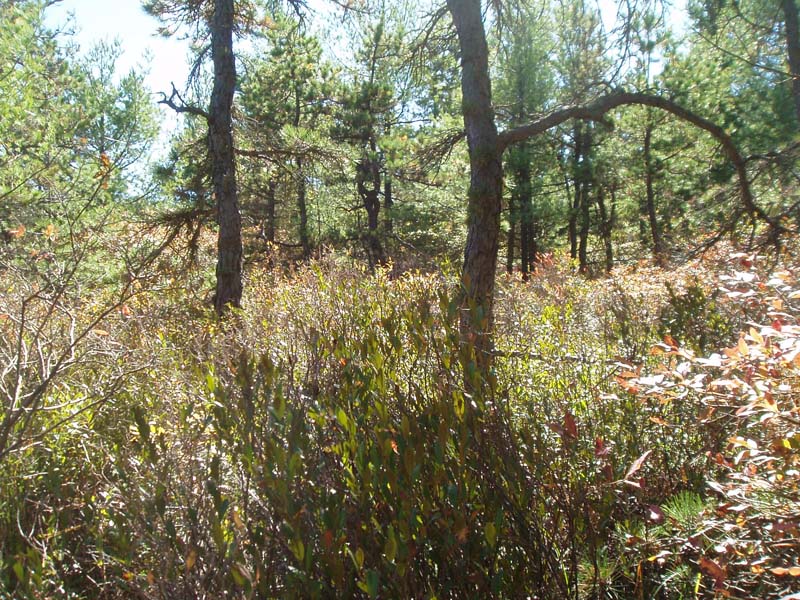 Pitch Pine - Leatherleaf Palustrine Woodland, Sullivan Trail